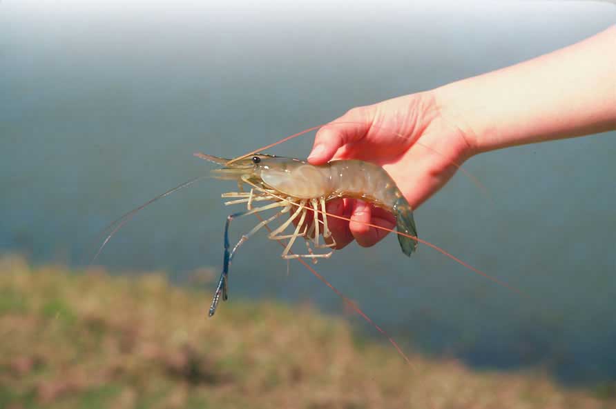 Aquaculture